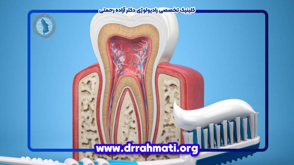 معرفی انواع آناتومی دندان و 6 جزء ساختار آن